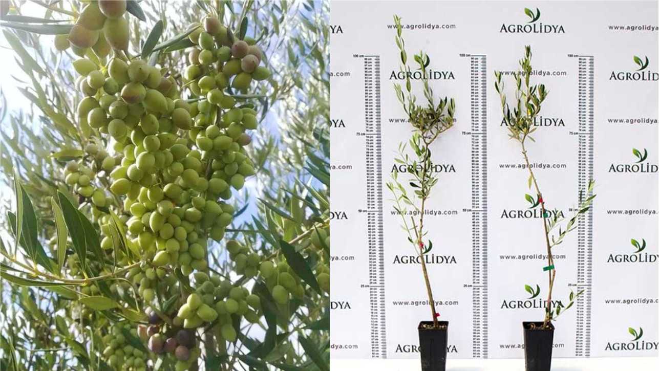Spain Olive Farm Investment – Andalusia Olive Groves & High-Yield Agricultural Estates